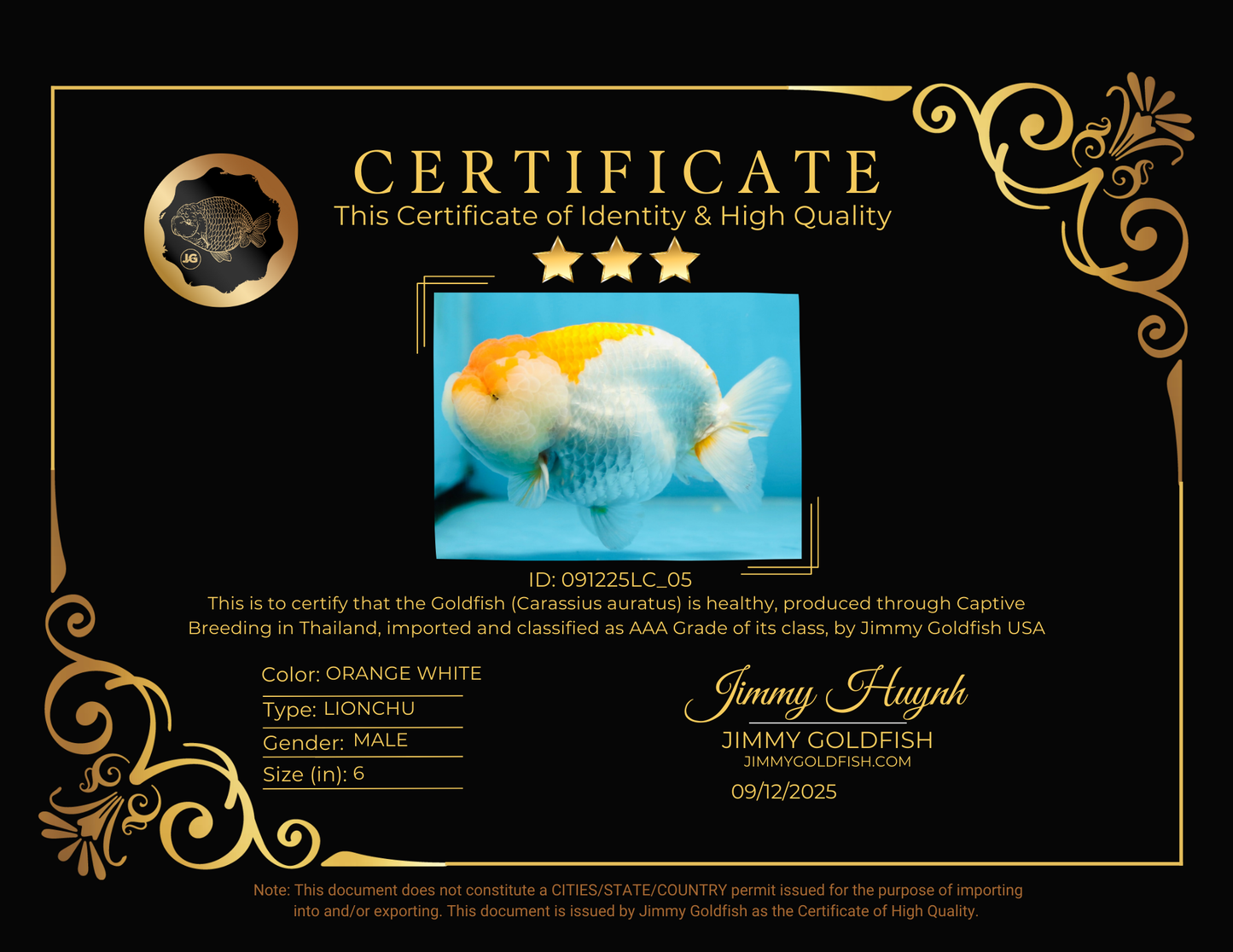 AAA Grade CHUBBY Orange White LionKing 6 inches #091225LC_05