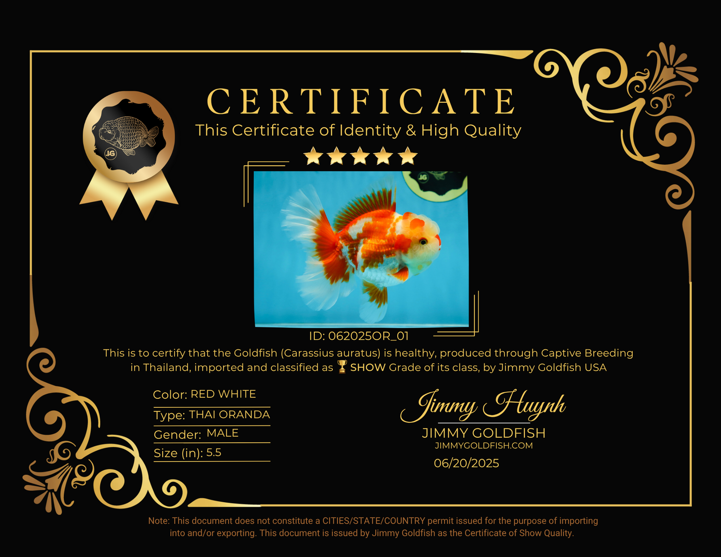 SHOW GRADE Won Runner 2nd Red White Oranda Male 5.5 inches Trophy Included #062025OR_01