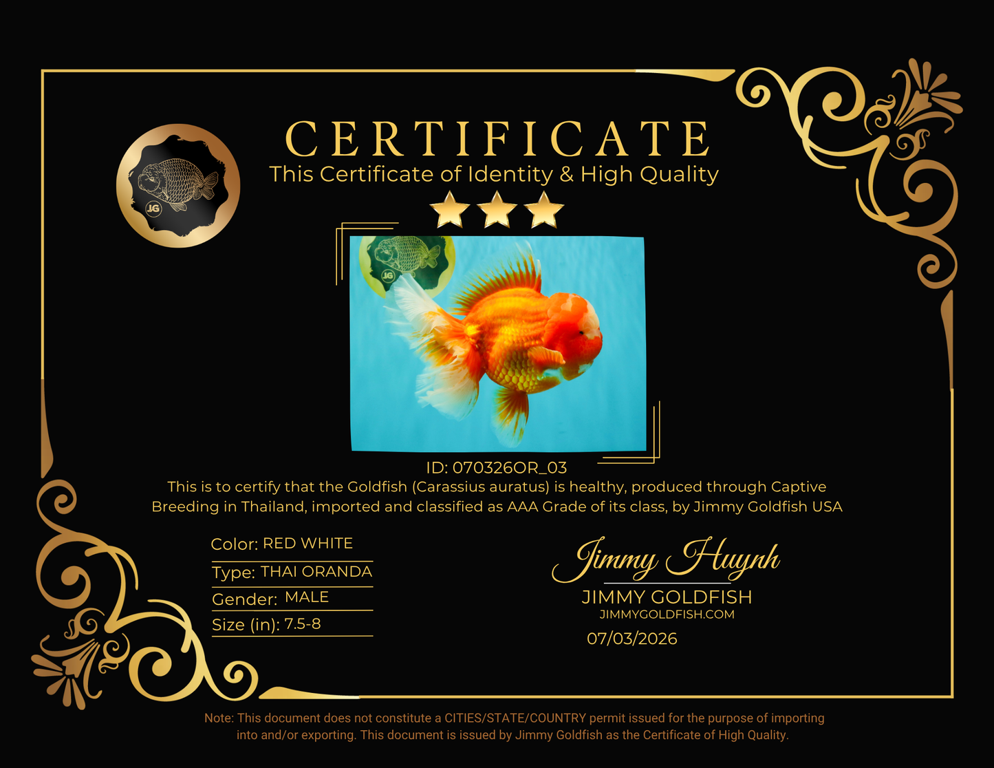 BIG WEN AAA Grade Red White Oranda Male 7.5-8 inches #070326OR_03