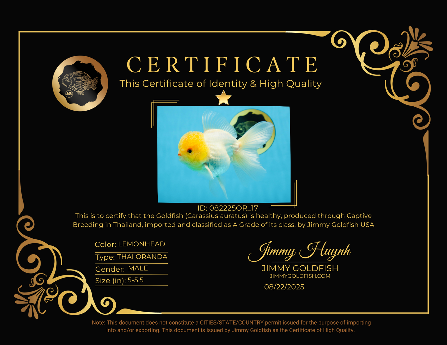 A Grade LIPSTICK Lemonhead Oranda Male 5-5.5  inches #082225OR_17