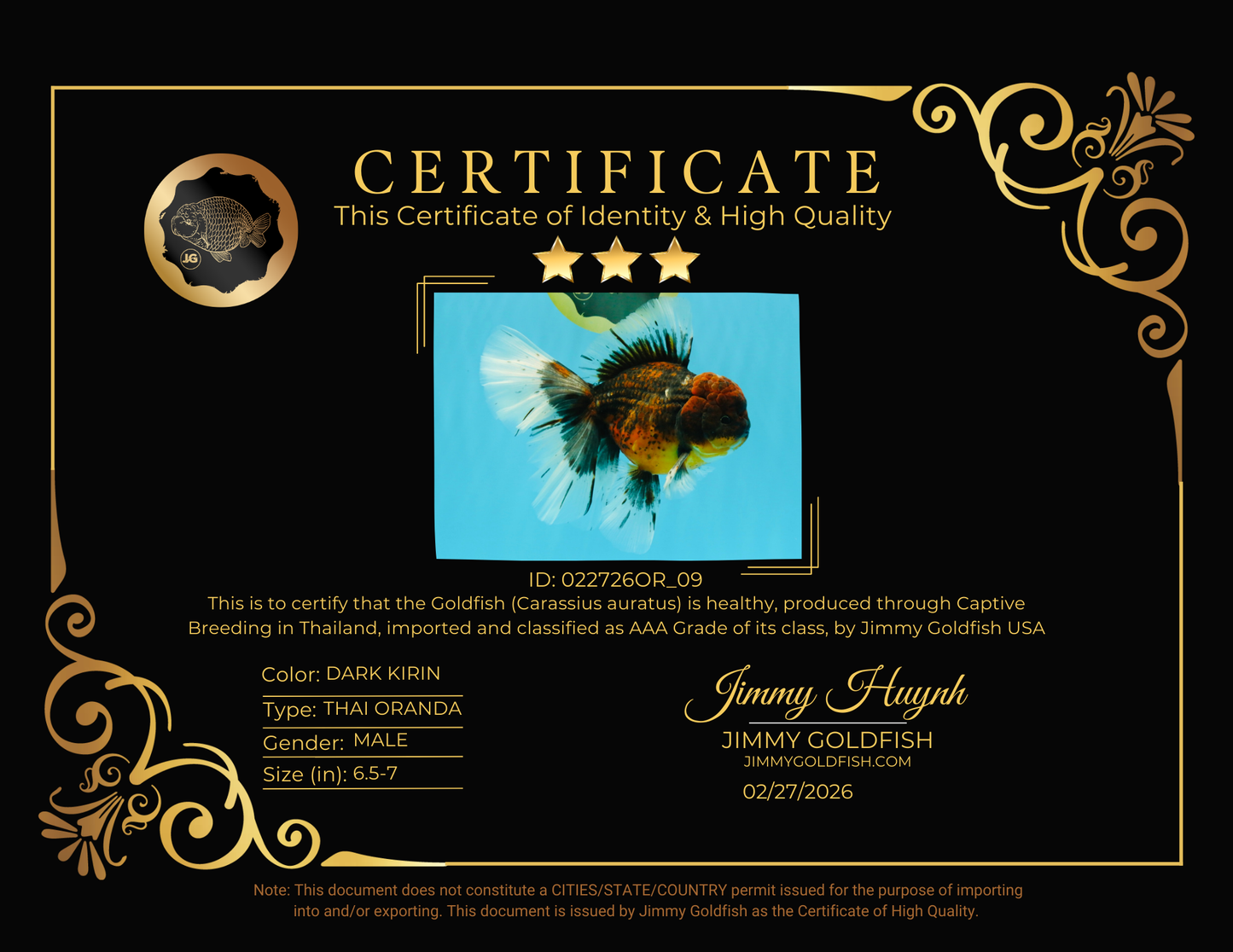 AAA Grade Dark Kirin Long Tail Oranda Male 6.5-7 inches #022726OR_09