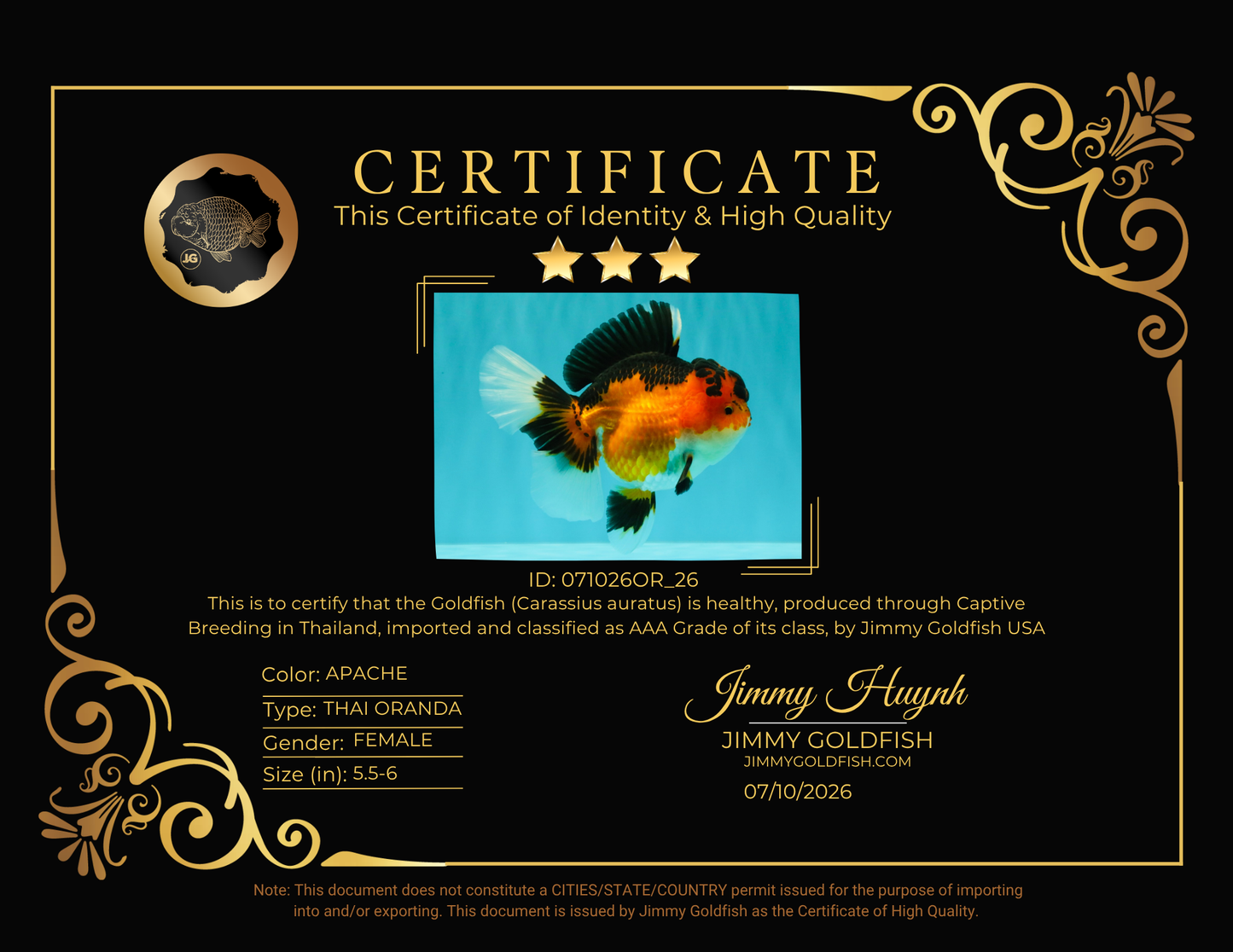AAA Grade Apache Oranda Female 5.5-6 inches #071026OR_26