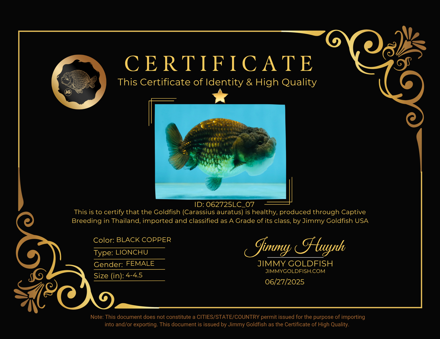 A Grade Dragon Scale Black Copper LionQueen 4-4.5 inches #062725LC_07