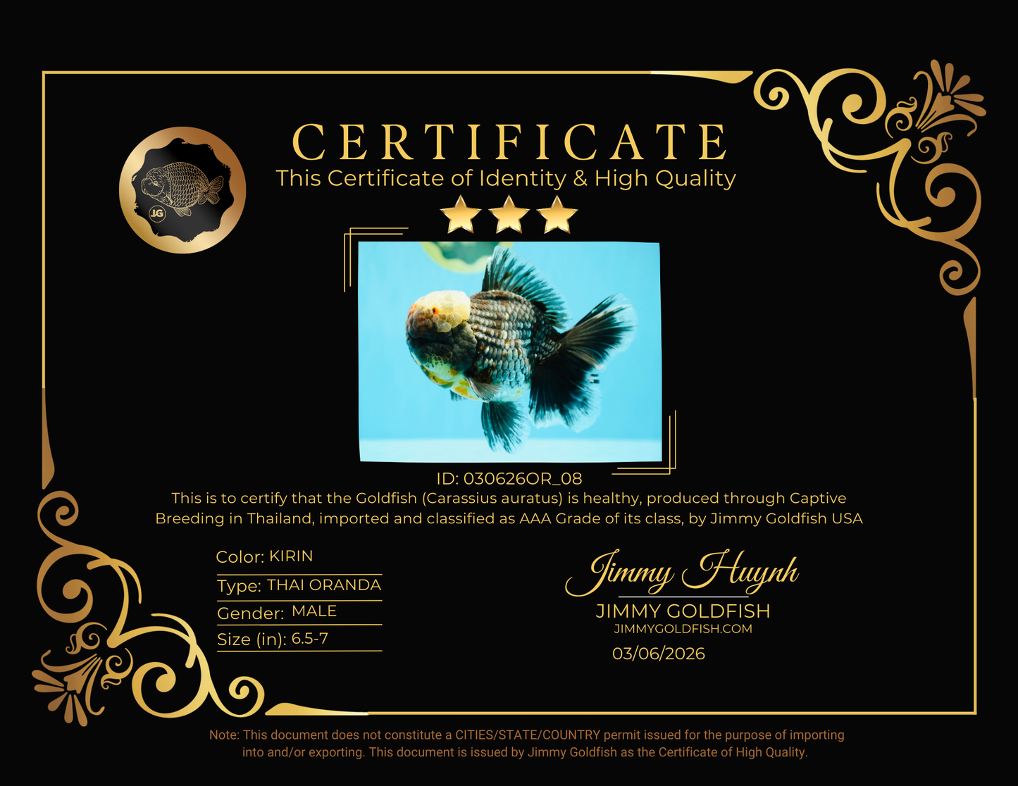 JUMBO AAA Grade Godzilla Jade Head Blue Kirin Oranda Male 6.5-7 inches #030626OR_08