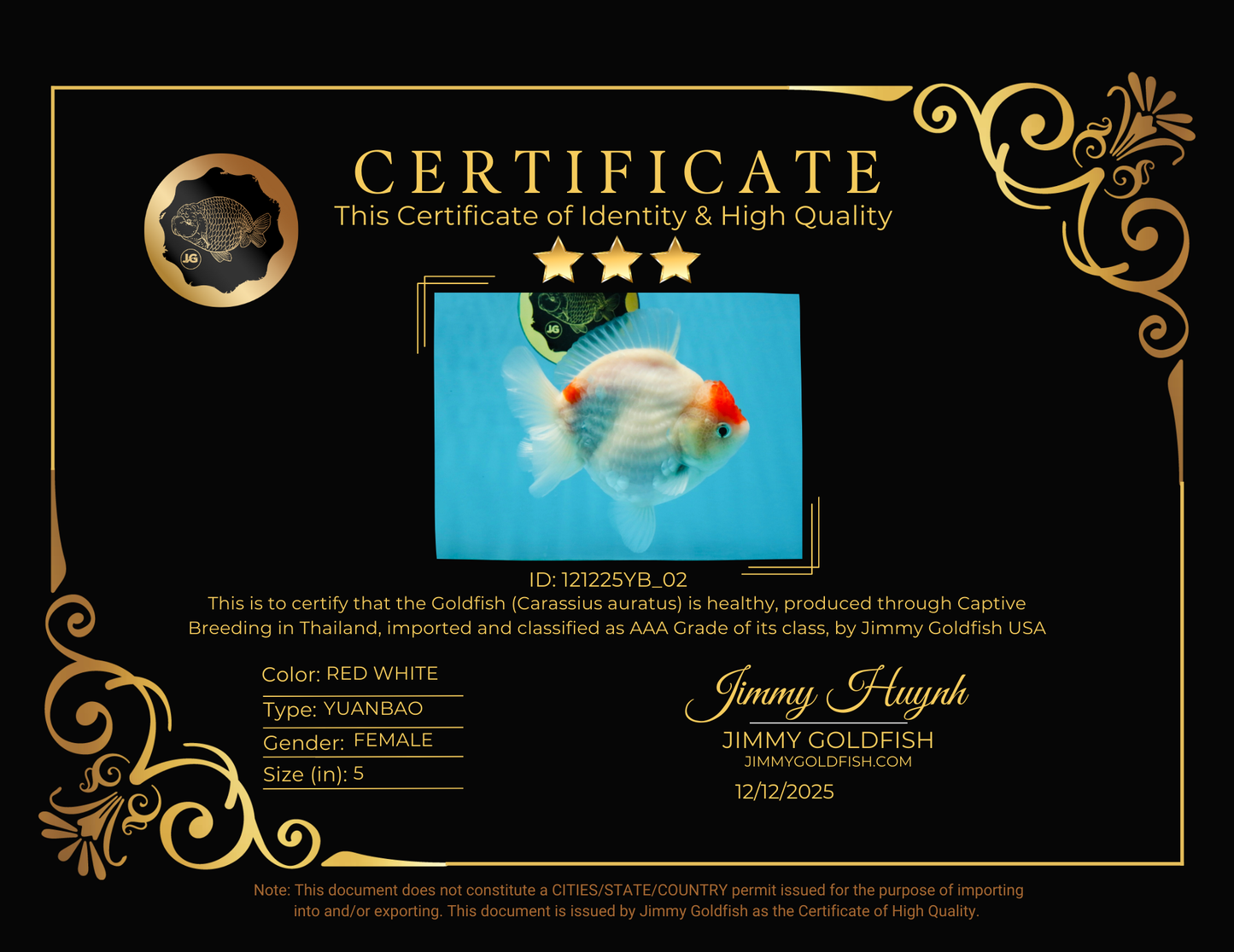 MARIO AAA Grade Red White Yuanbao Female 5 inches #121225YB_02