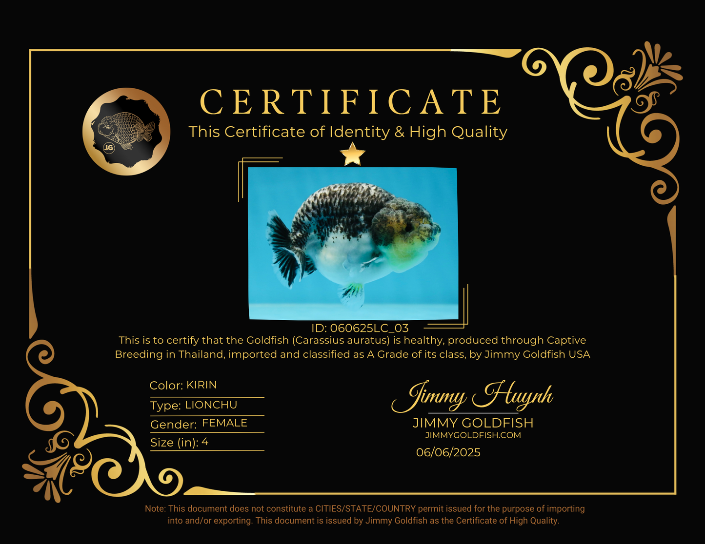 A Grade Beautiful Kirin Female LionQueen 4 inches #060625LC_03