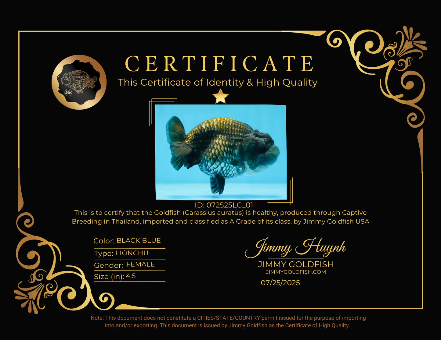 A Grade BIG WEN Black Blue LionQueen 4.5 inches #072525LC_01