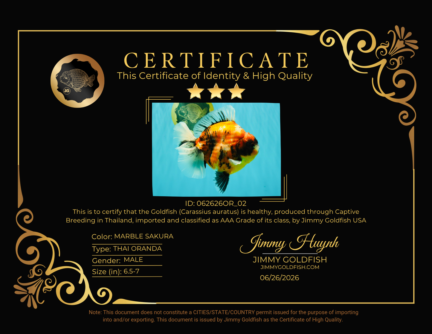 AAA Grade Jumbo Body Marble Sakura Oranda Male 6.5-7 inches #062626OR_02