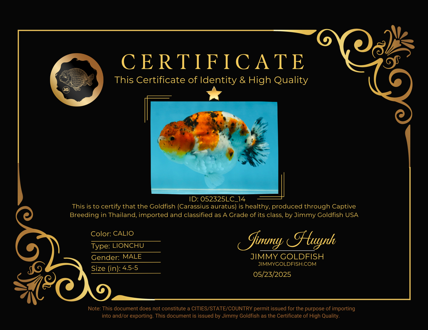 A Grade Calico LionKing 4.5-5 inches #052325LC_14