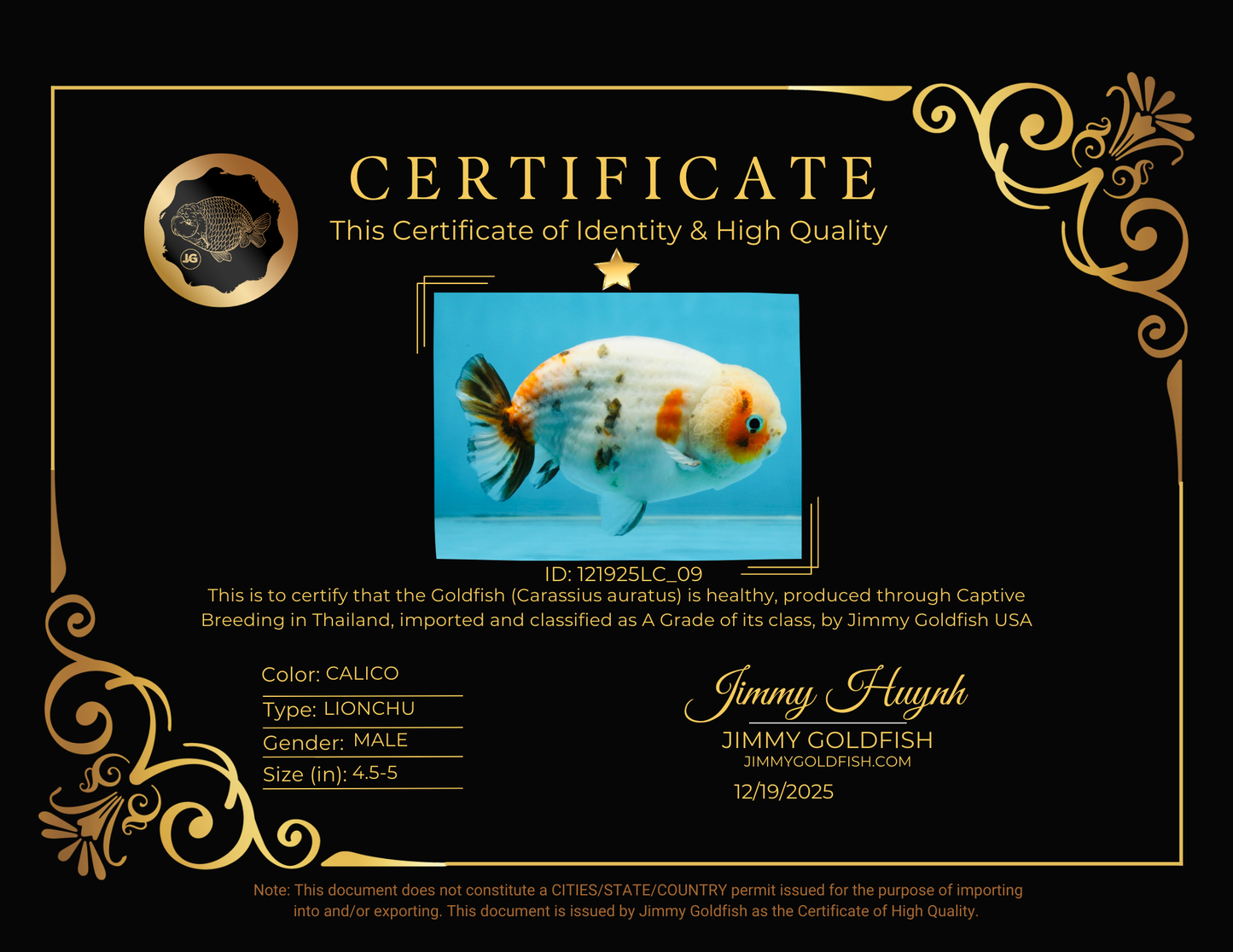 A Grade Calico LionKing 4.5-5 inches #121925LC_09