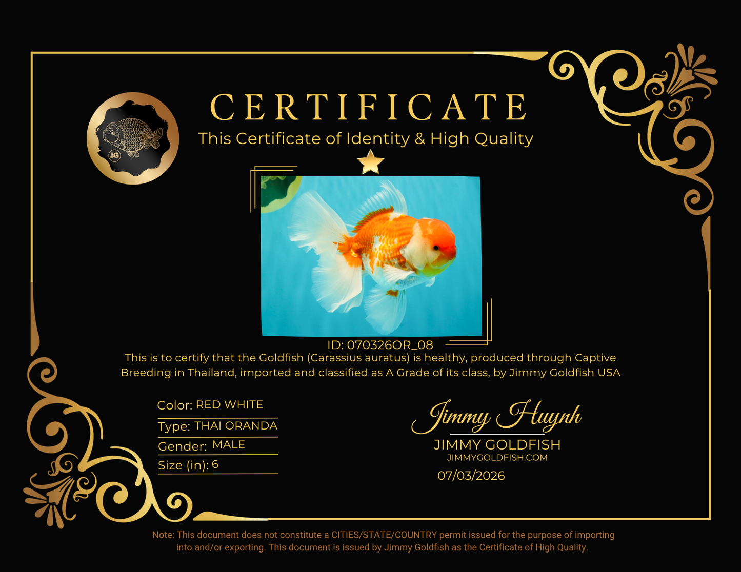 VISION A Grade Red White Oranda Male 6 inches #070326OR_08
