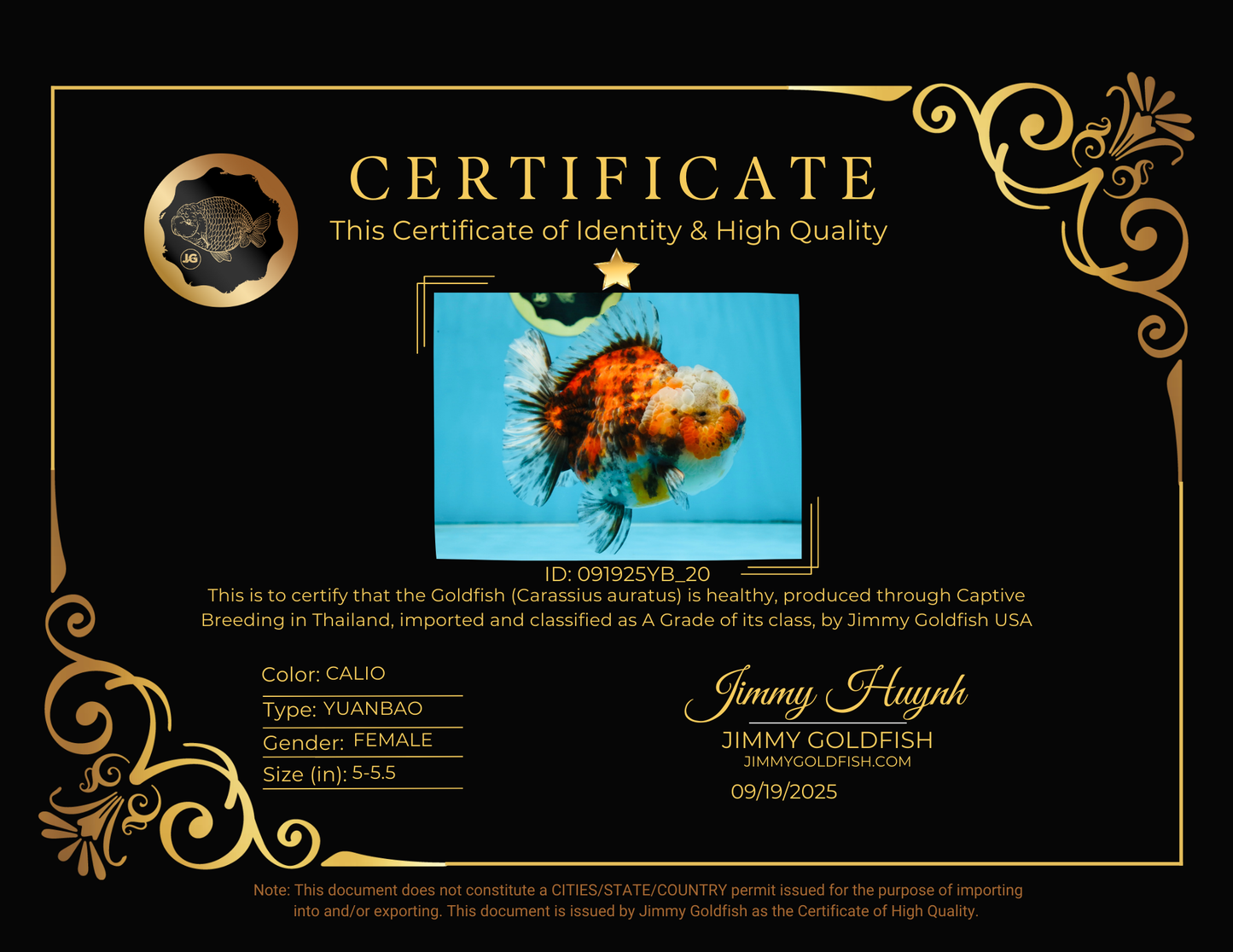 A Grade CHUBBY Calico Yuanbao Female 5-5.5 inches #091925YB_20