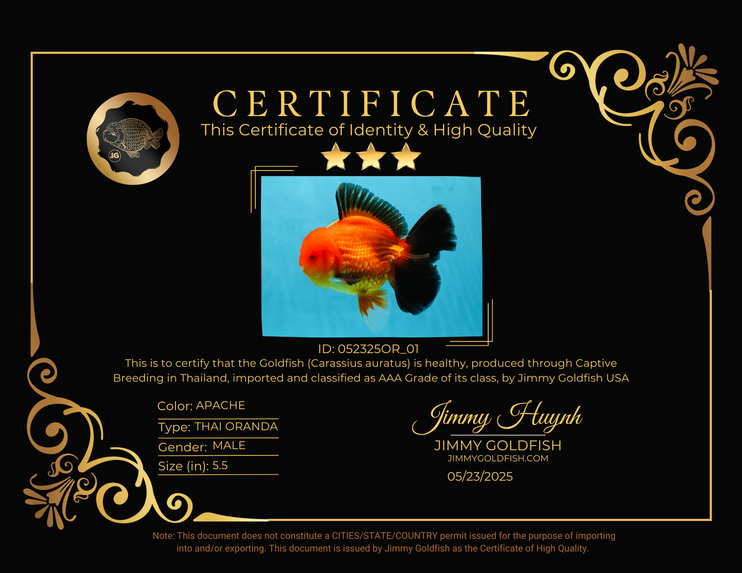 AAA Grade Godzilla Apache Oranda Male 5.5 inches #052325OR_01