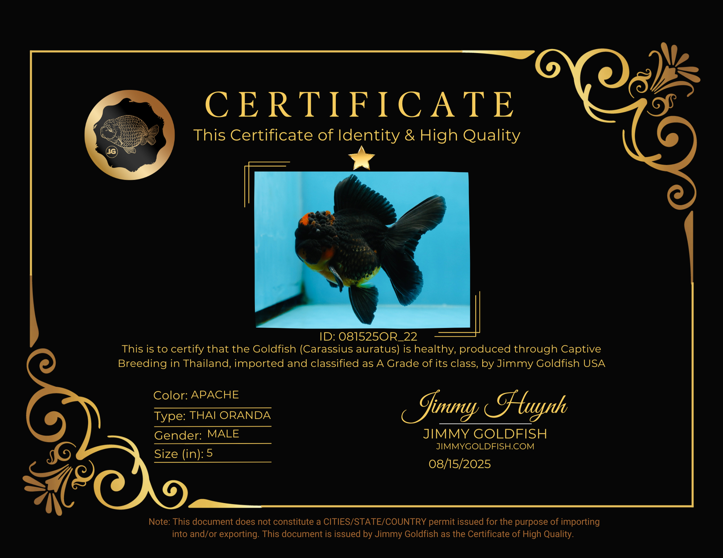 A Grade Apache Oranda Male 5 inches #081525OR_22