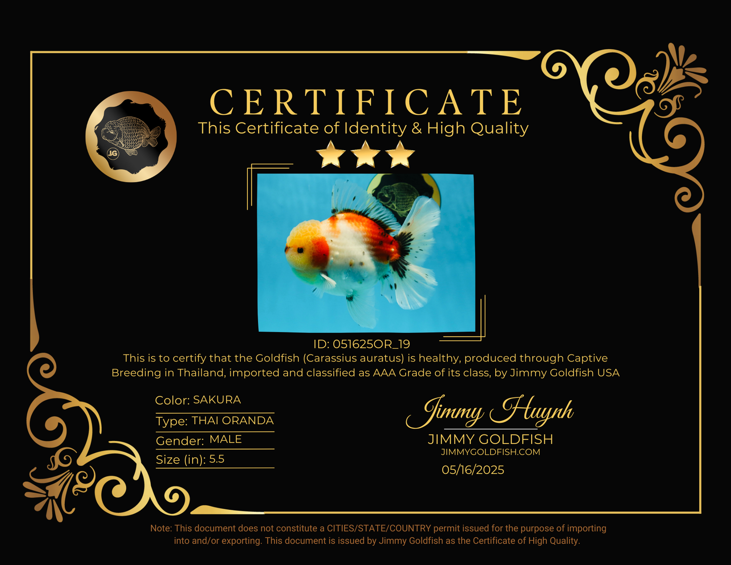 AAA BULL DOG Grade Godzilla Calico Sakura Button Eyes Oranda Male 5.5 inches #051625OR_19