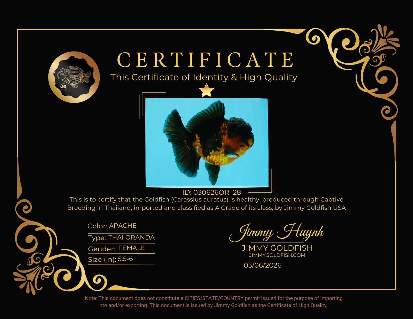 A Grade LAVA Apache Oranda Female 5.5-6 inches #030626OR_28