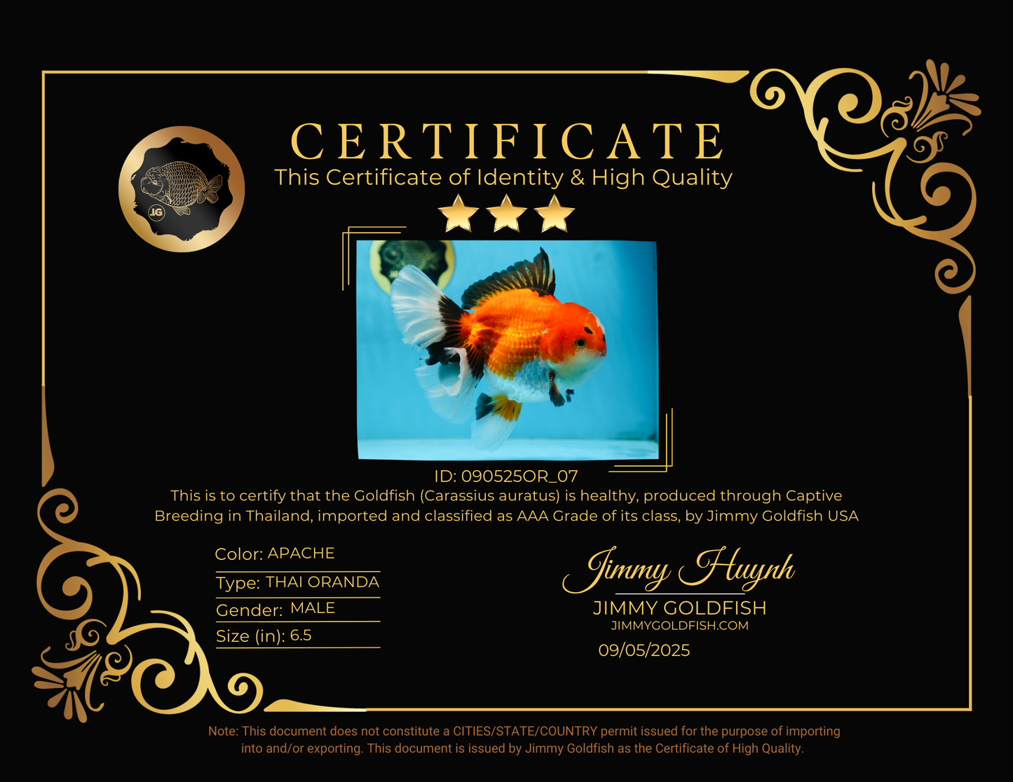 AAA Grade THICK BODY Godzilla Apache Oranda Male 6.5 inches #090525OR_07