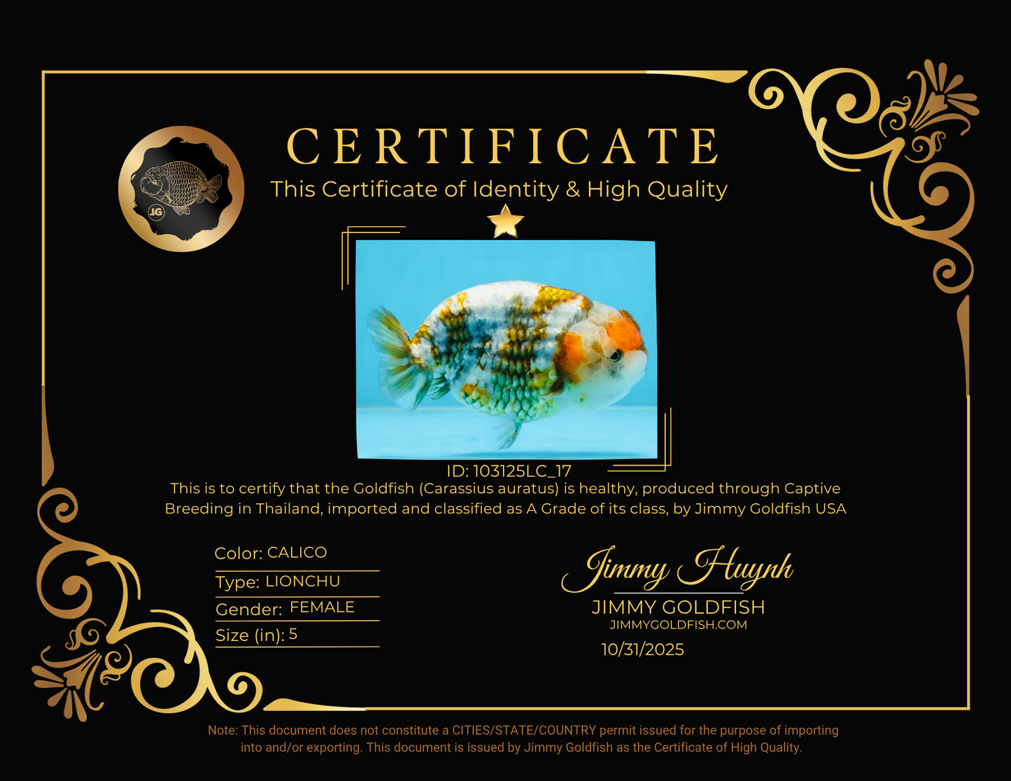 A Grade Calico Blue Base LionQueen 5 inches #103125LC_17