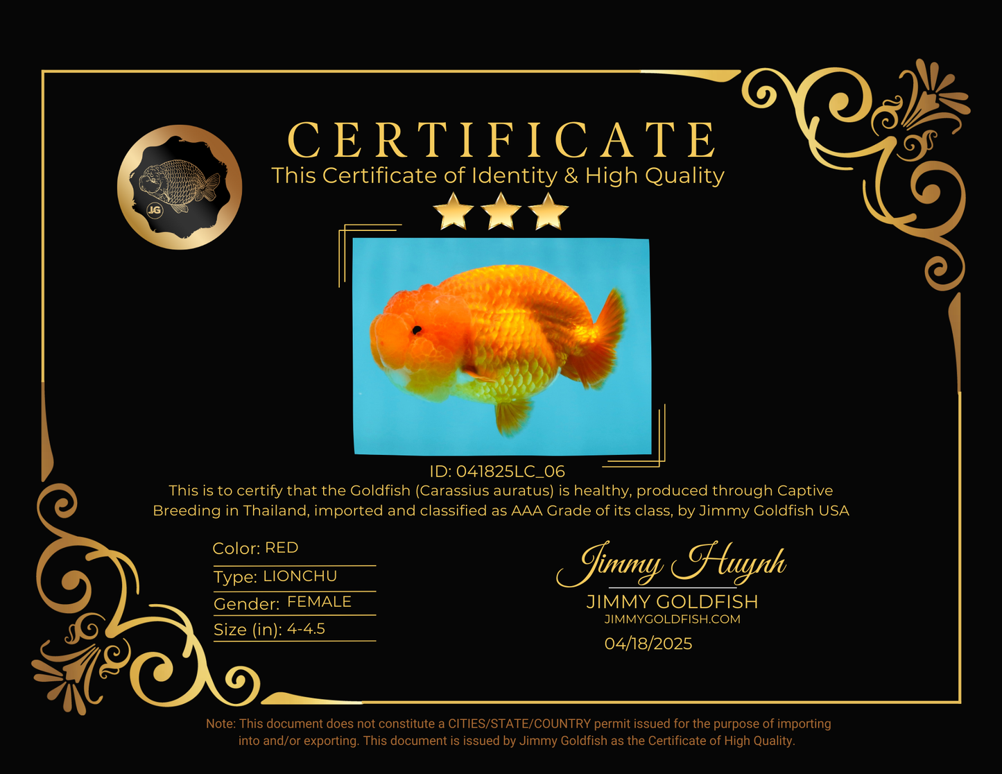 SUPER TOMATO AAA Grade Chubby Red LionQueen 4-4.5 inches #041825LC_06