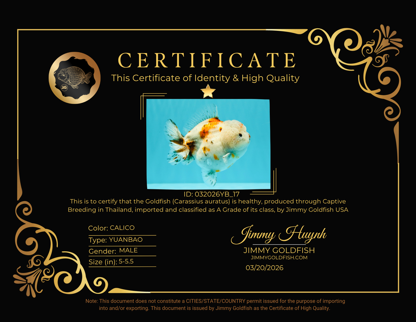 A Grade Calico Yuanbao Male 5-5.5 inches #032026YB_17