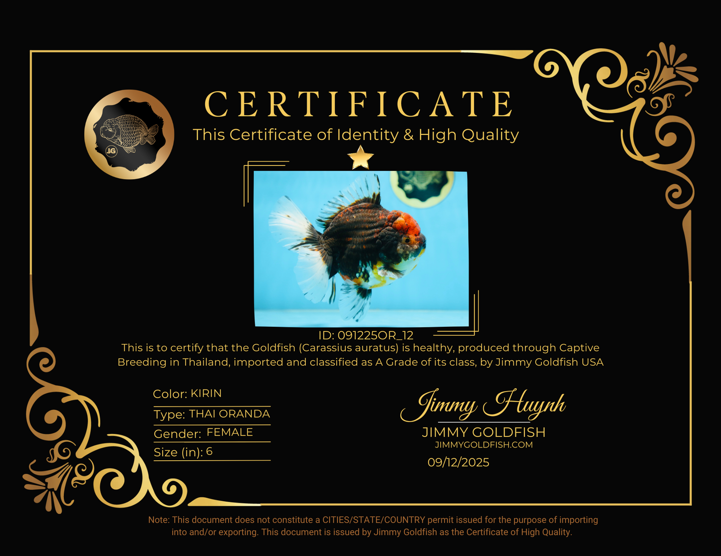 A Grade CHONKY Calico Kirin Oranda Female 6 inches #091225OR_12