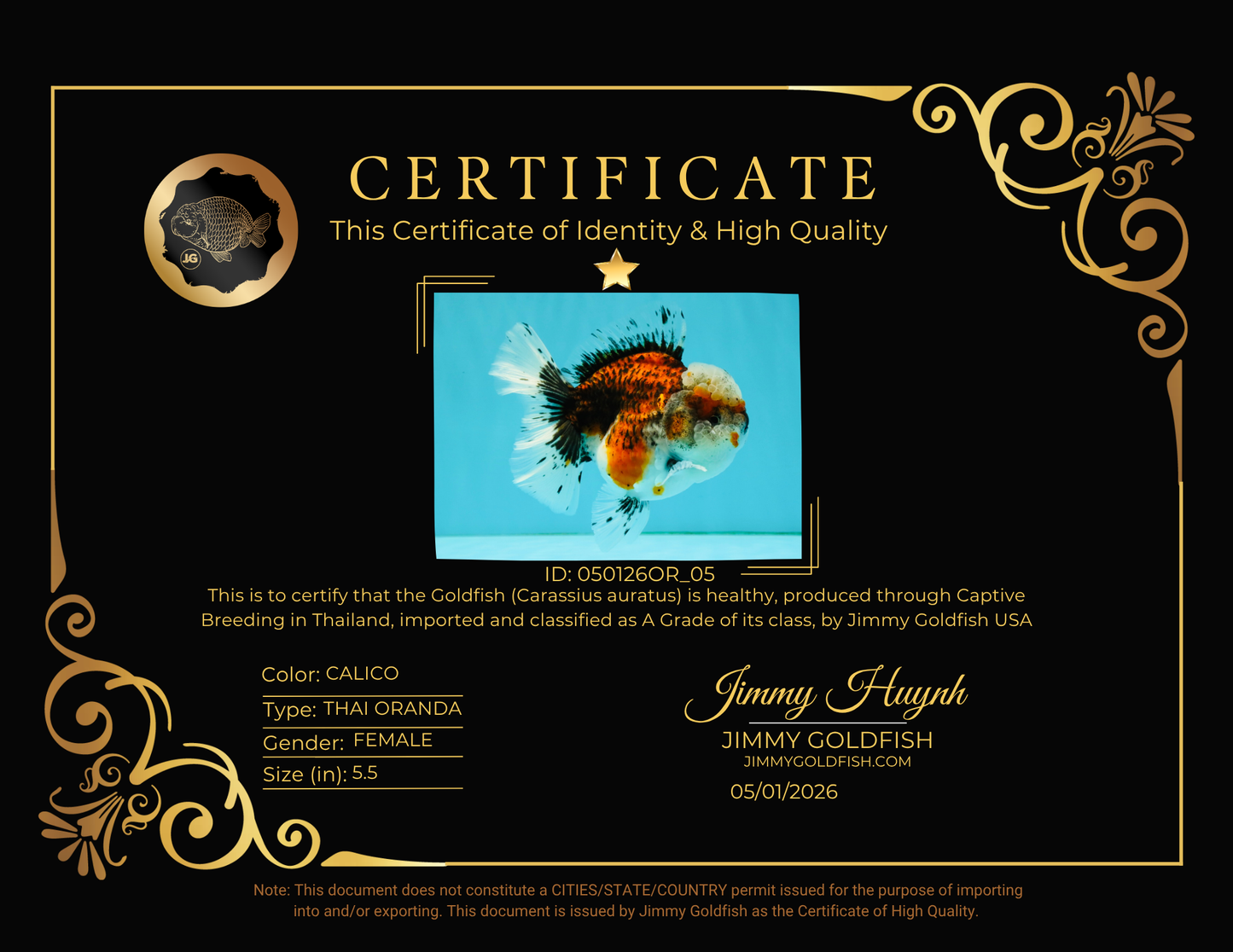 A Grade Calico Oranda Female 5.5 inches #050126OR_05