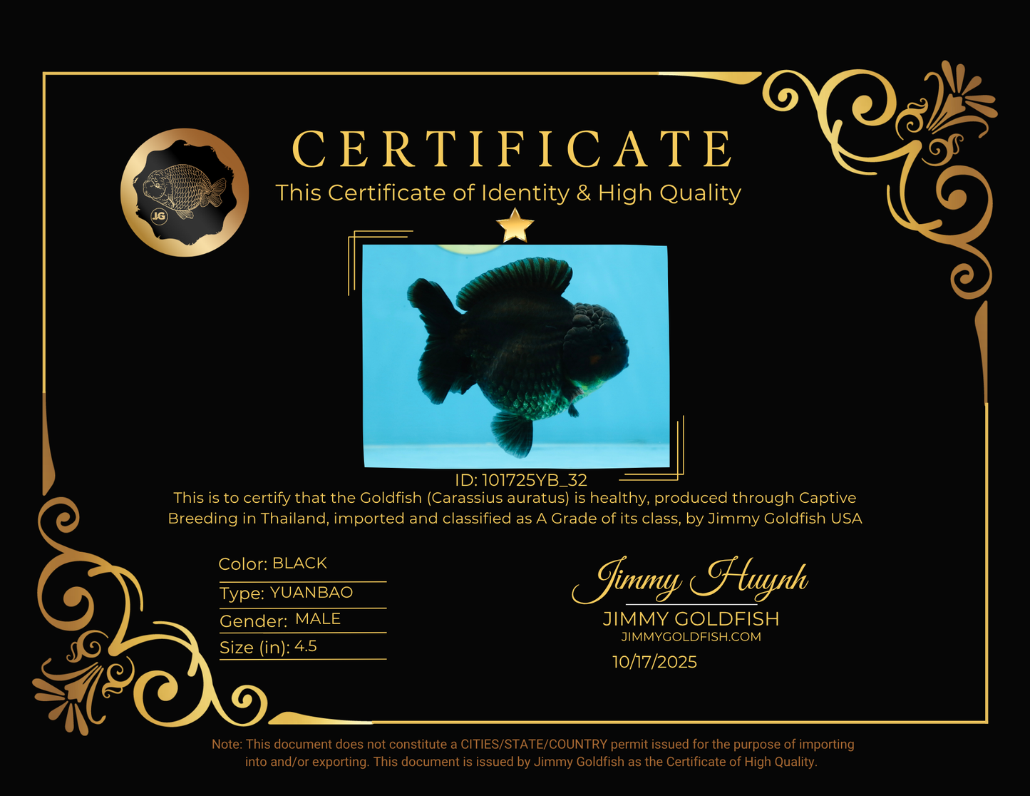 TOOTHLESS A Grade Black Yuanbao Male 4.5 inches #101725YB_32