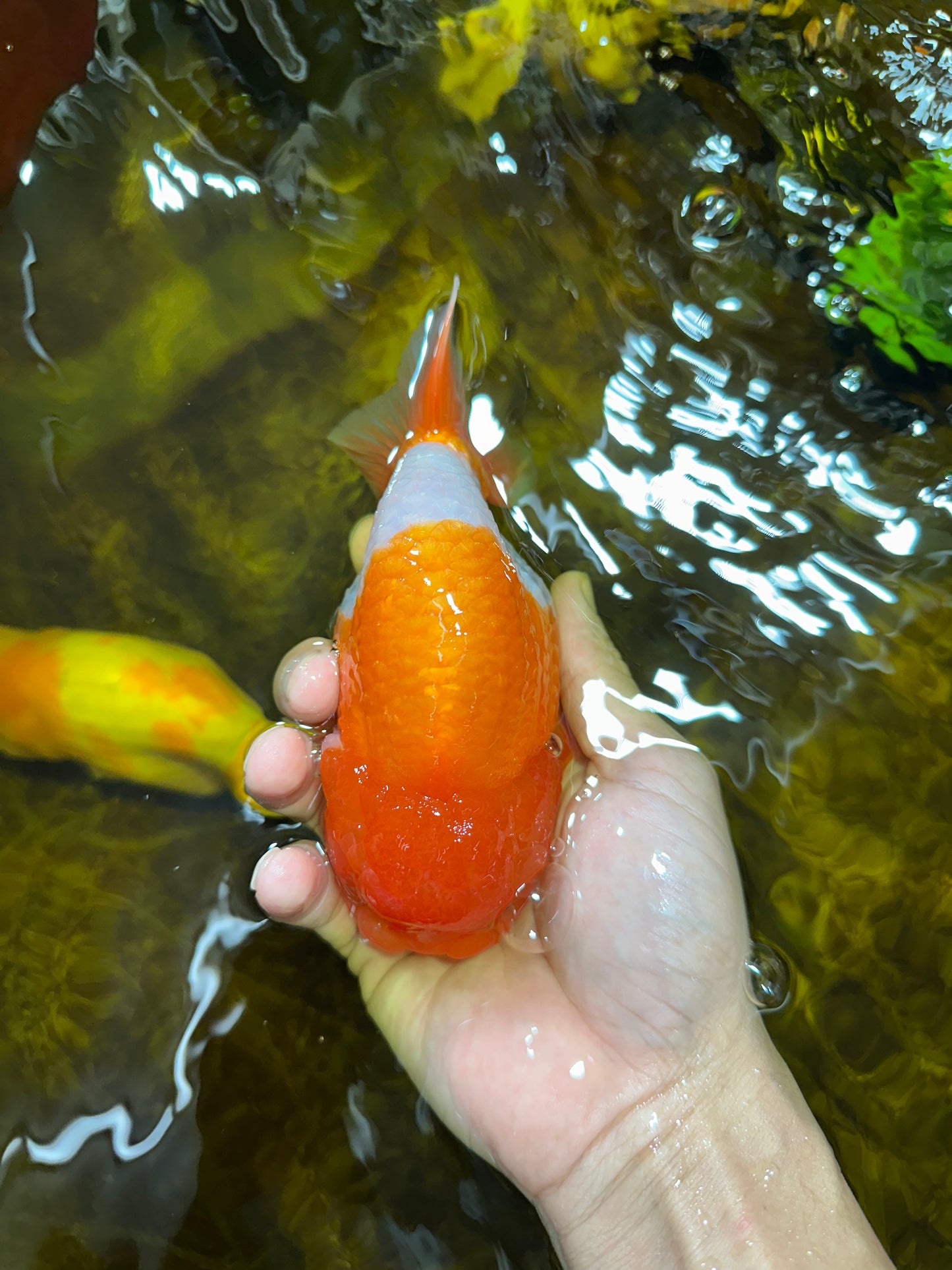 A Grade Red White LionKing 5.5 inches #091925LC_22