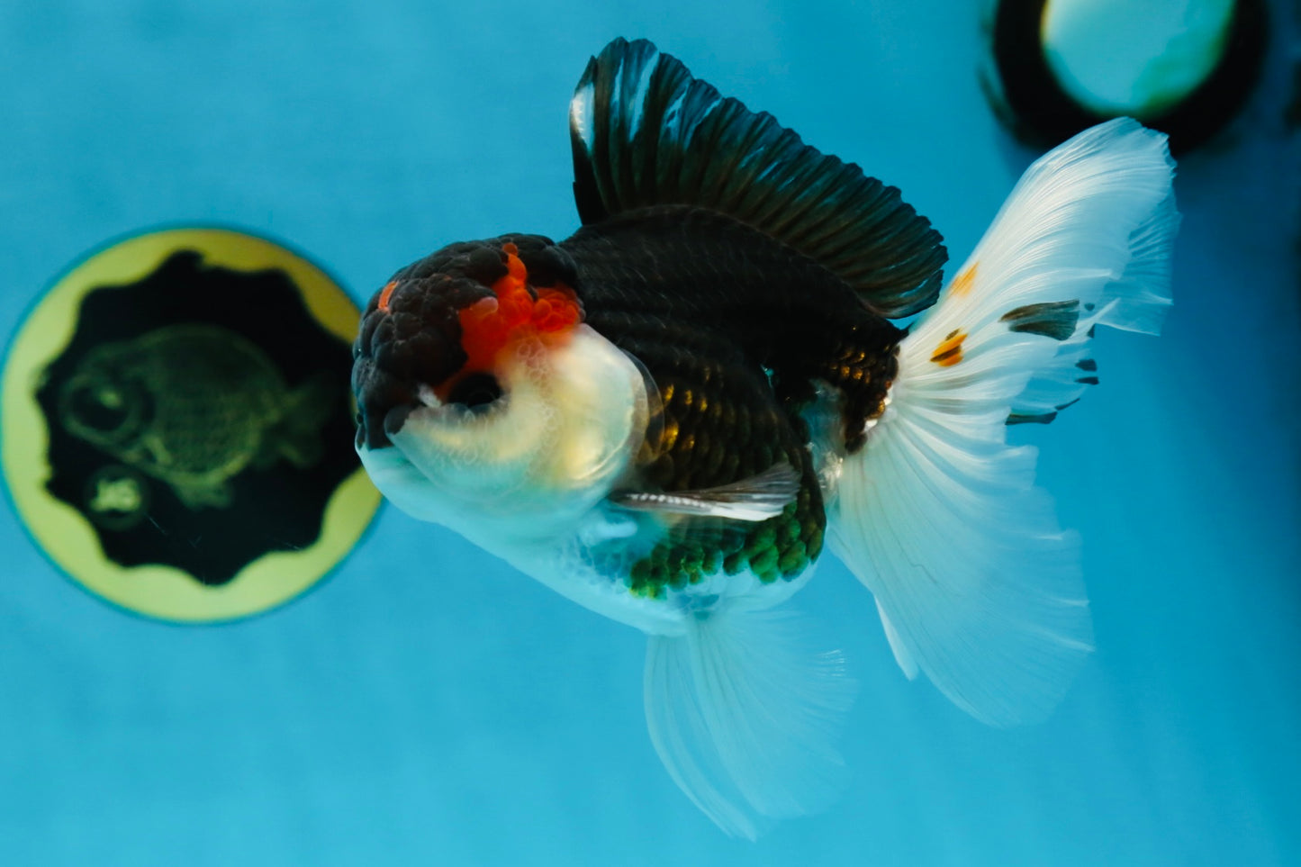 AAA Grade Tricolor  Button Eyes Oranda Male 4.5-5 inches #053025OR_21