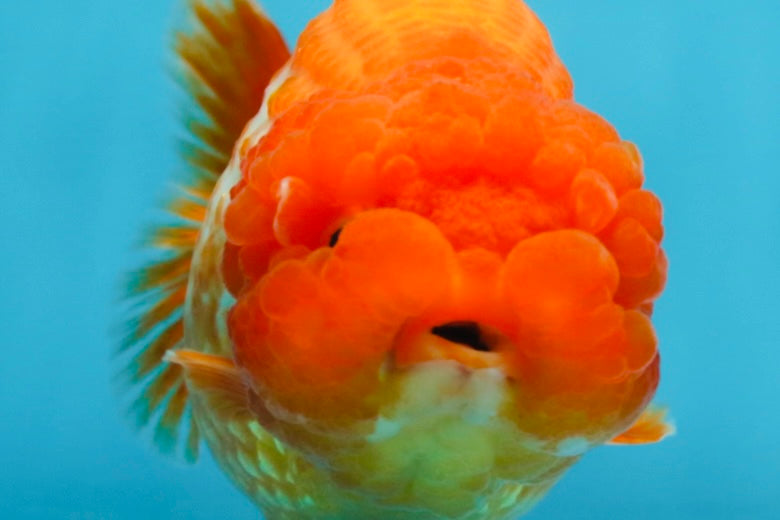 A Grade FLUFFY Red White LionQueen 5 inches #091925LC_24