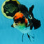 Unique A Grade Tricolor Oranda Female 4.5 inches #042525OR_05