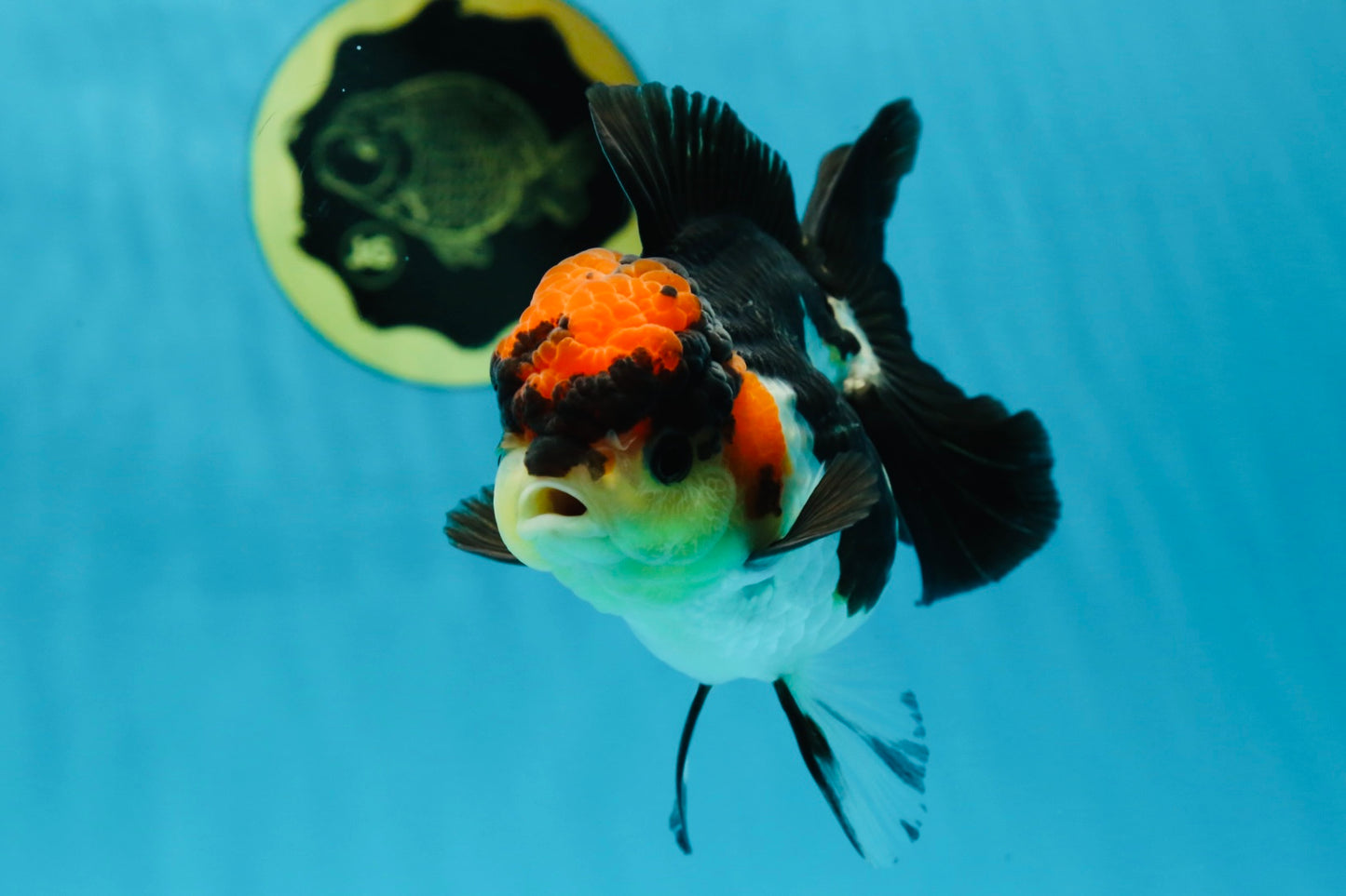 Unique A Grade Tricolor Oranda Female 4.5 inches #042525OR_05