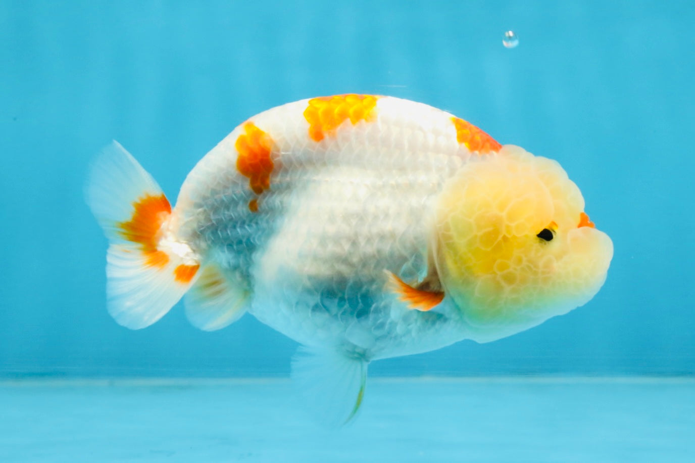 AAA Grade Pompom Kohaku LionQueen 4-4.5 inches #103125LC_19