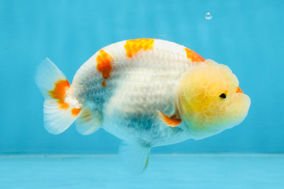 AAA Grade Pompom Kohaku LionQueen 4-4.5 inches #103125LC_19