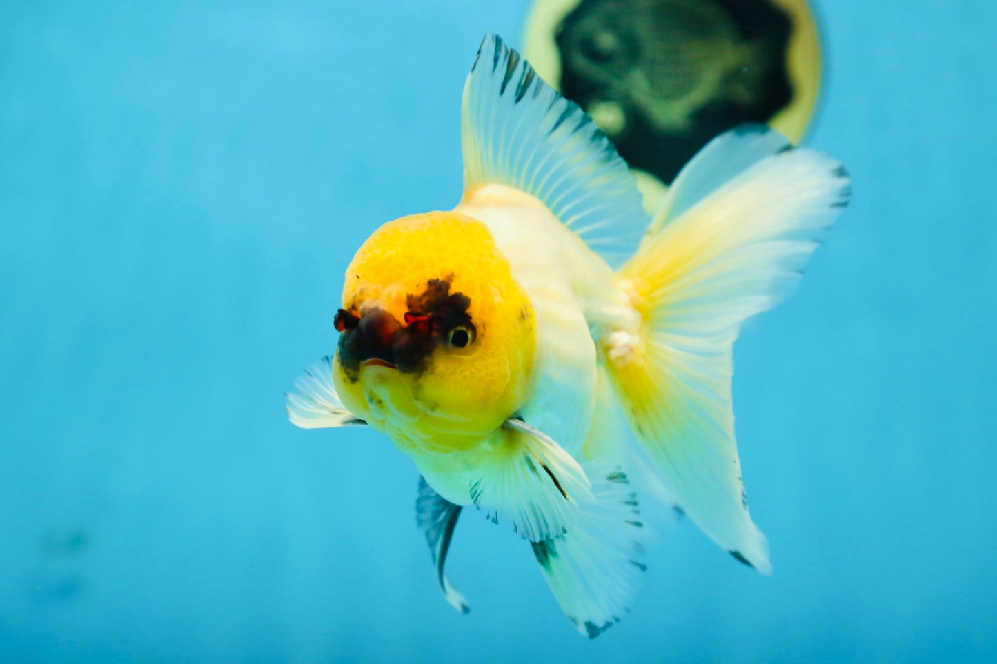 A Grade UNIQUE Lemonhead Oranda Male 5-5.5 inches #090525OR_13