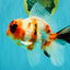 A Grade Diamond Scale Sakura Oranda Male 6.5 inches #072426OR_19