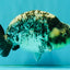 A Grade Tiger Ranchu Male 5.5 inches #080726RC_31