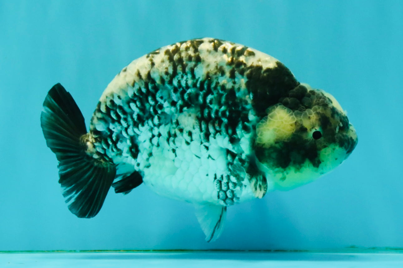 A Grade Tiger Ranchu Male 5.5 inches #080726RC_31