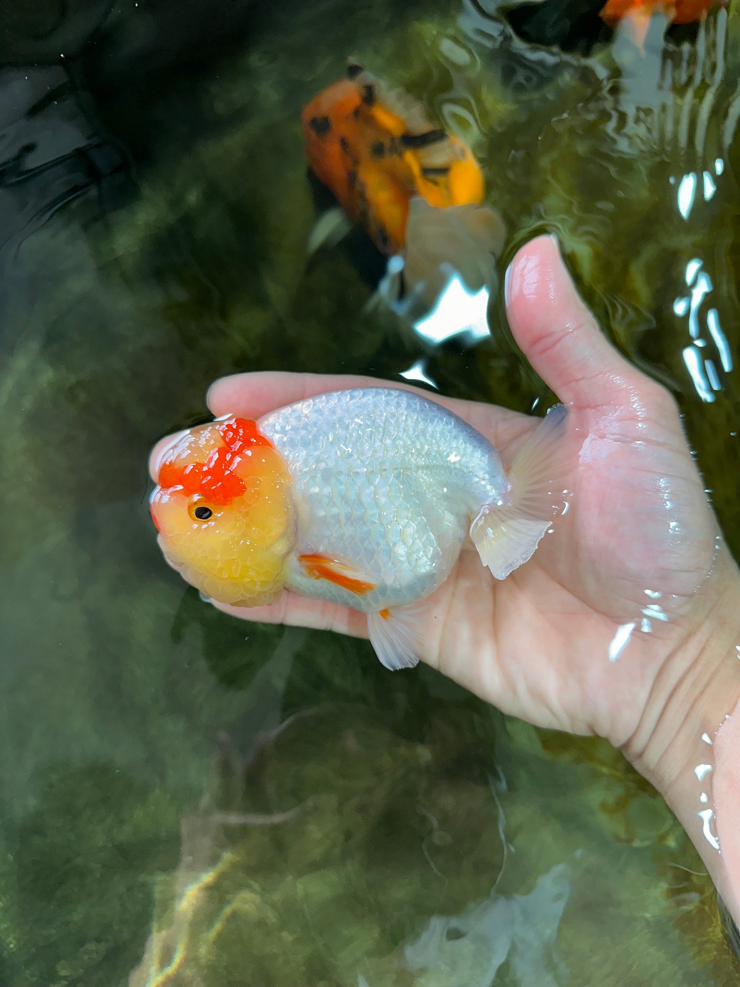 UNIQUE A Grade Red White LionQueen 4.5 inches #050225LC_18