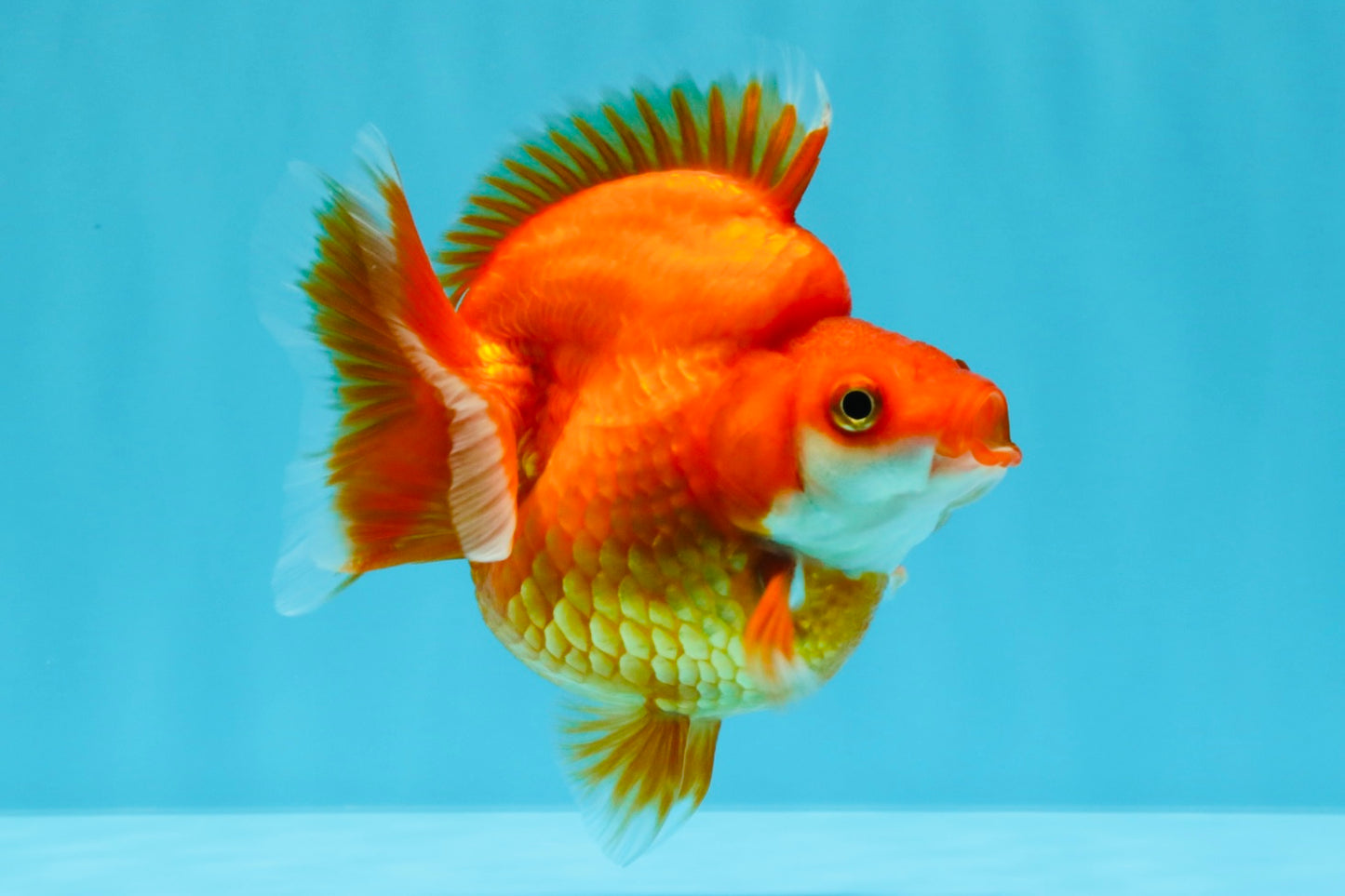 AAA Grade Solid Red Ryukin Female 4 inches #022026RK_10