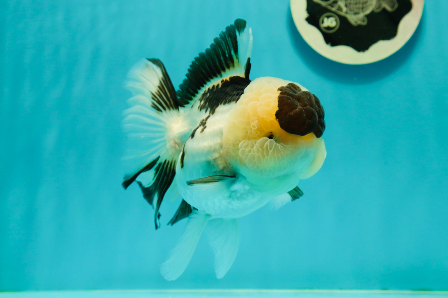 AAA Grade BULLDOG Panda Oranda Female 5-5.5 inches #1018OR_20