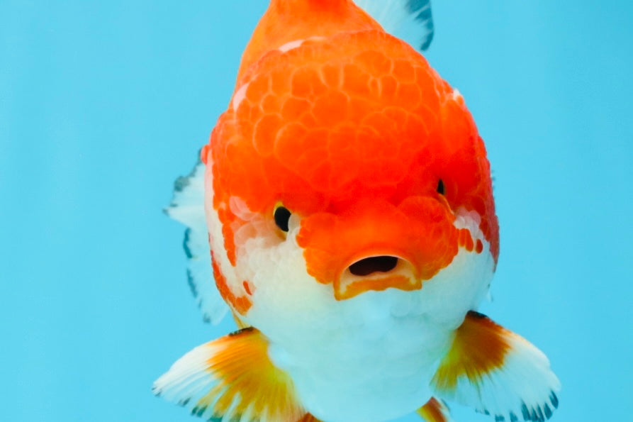 SPECIAL AAA Grade Red White Yuanbao Male 5-5.5 inches #032726YB_02