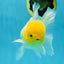 Big Wen A Grade Lemonhead Oranda Male 5 inches #042525OR_07