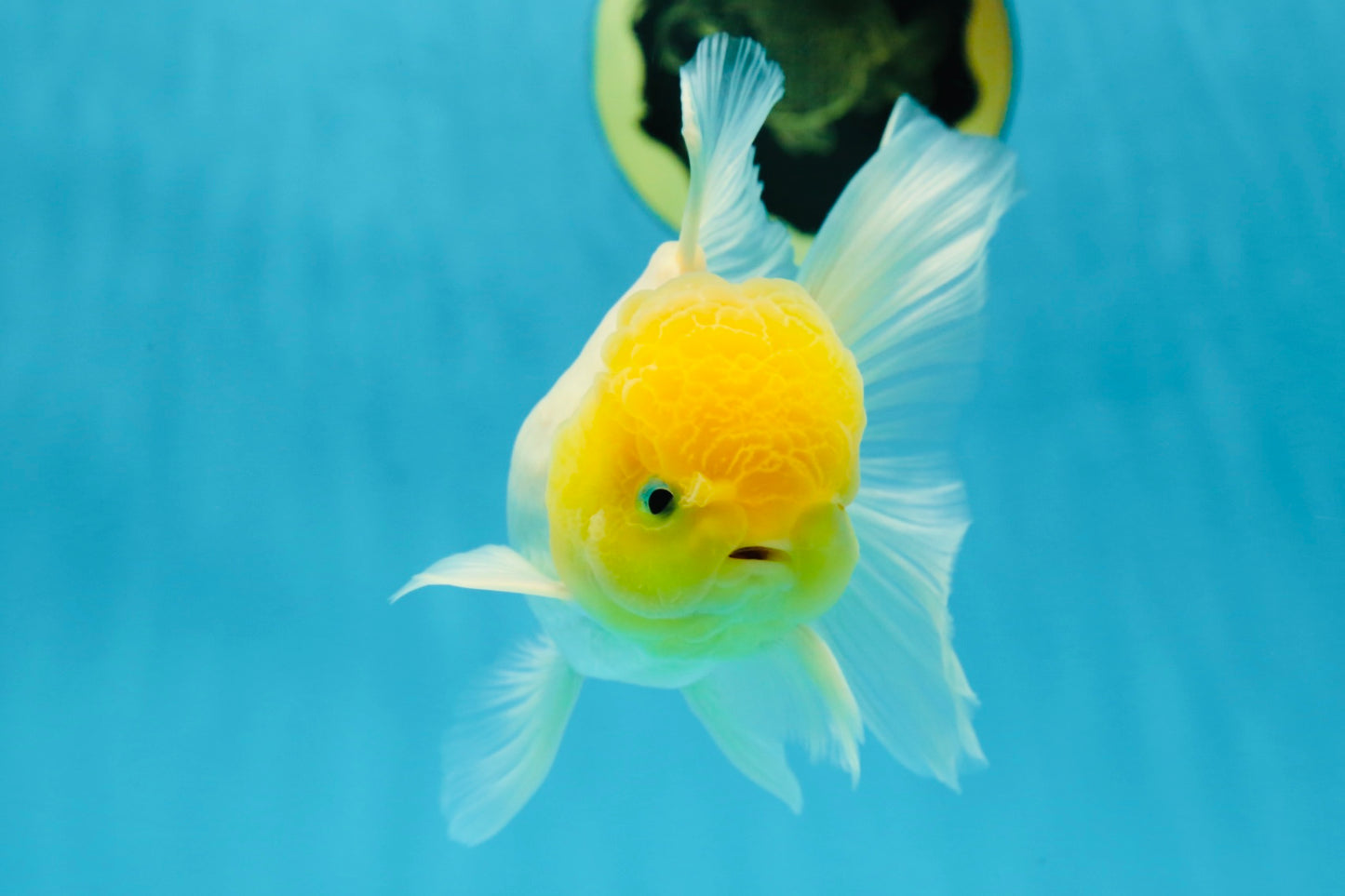Big Wen A Grade Lemonhead Oranda Male 5 inches #042525OR_07