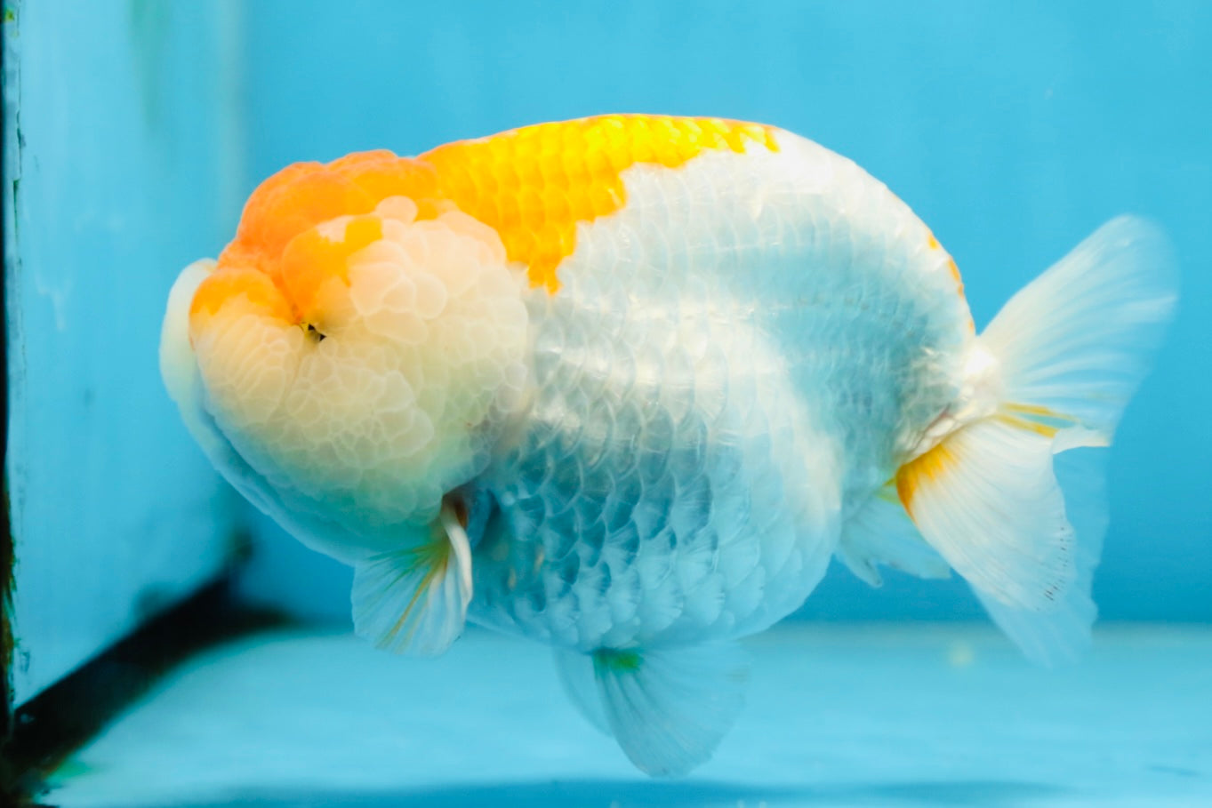 AAA Grade CHUBBY Orange White LionKing 6 inches #091225LC_05