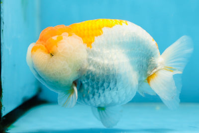 AAA Grade CHUBBY Orange White LionKing 6 inches #091225LC_05