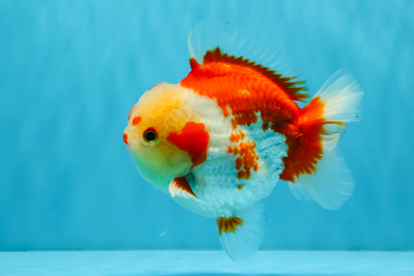 SUPER Cutie AAA Grade Red White Yuanbao Male 5 inches #032726YB_01