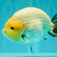 AAA Grade Diamond Scale White Sakura Ranchu Male 5.5-6 inches #100226RC_26