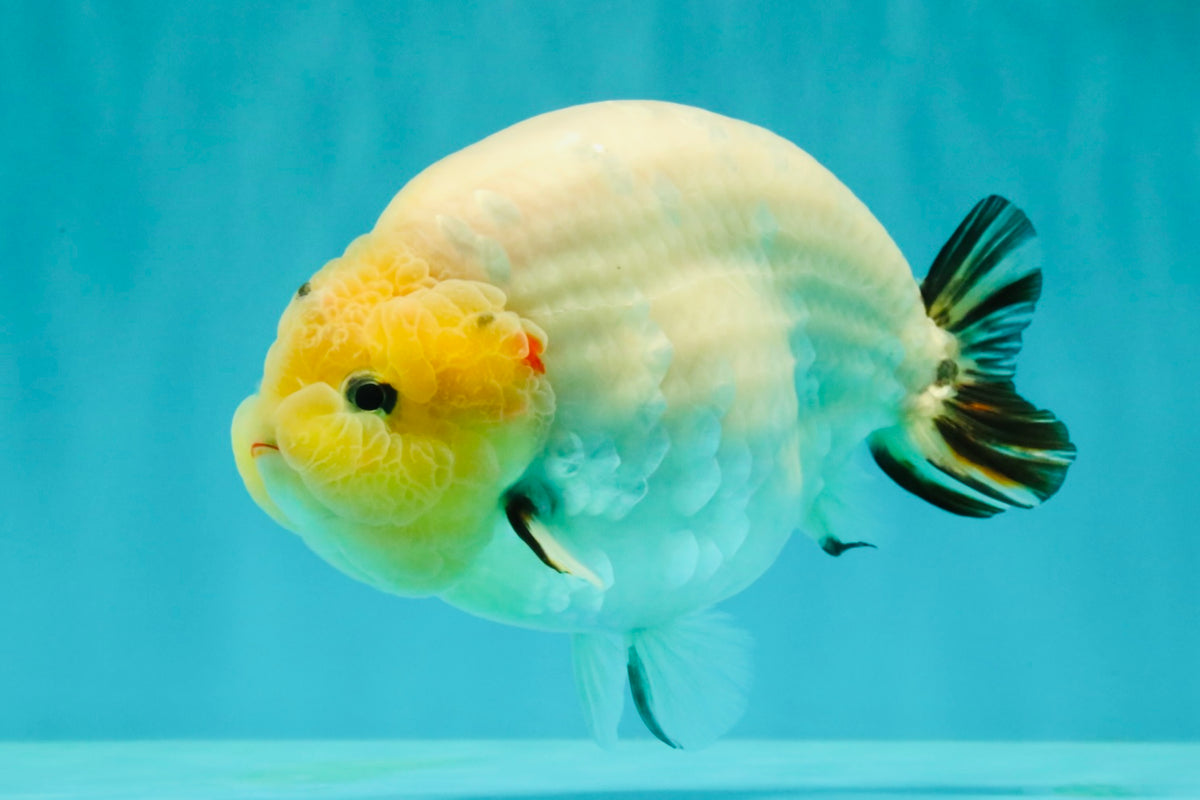 AAA Grade Diamond Scale White Sakura Ranchu Male 5.5-6 inches #100226RC_26