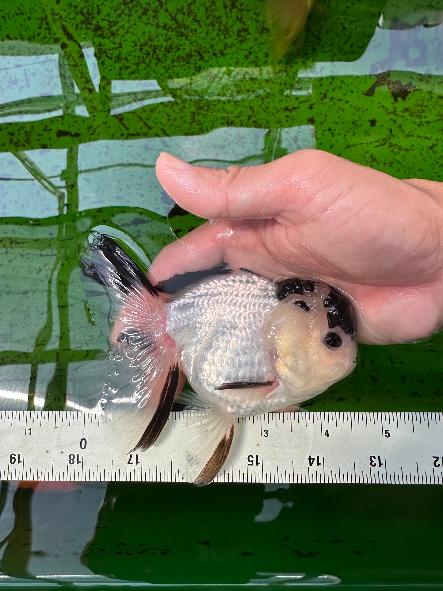 AAA Grade Panda Button Eyes Oranda Male 4.5 inches #0913OR_07